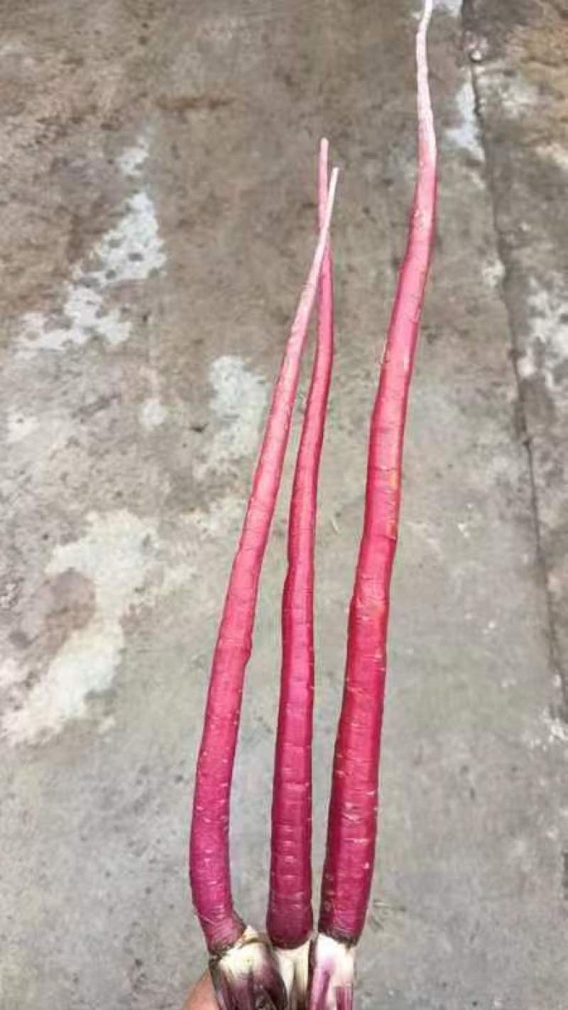 【精品】云南高原雪山紫萝卜大量上市价优欢迎致电