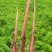 【精品】云南高原雪山紫萝卜大量上市价优欢迎致电