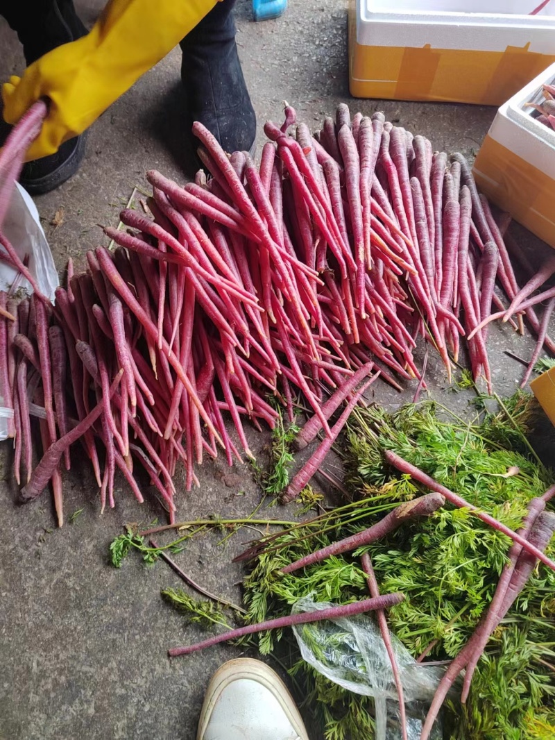 【精品】云南高原雪山紫萝卜大量上市价优欢迎致电