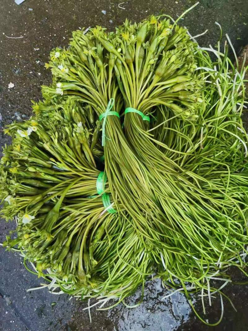 【推荐】精品海菜水性杨花云南产地直发一手货源欢迎