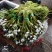 【推荐】精品海菜水性杨花云南产地直发一手货源欢迎