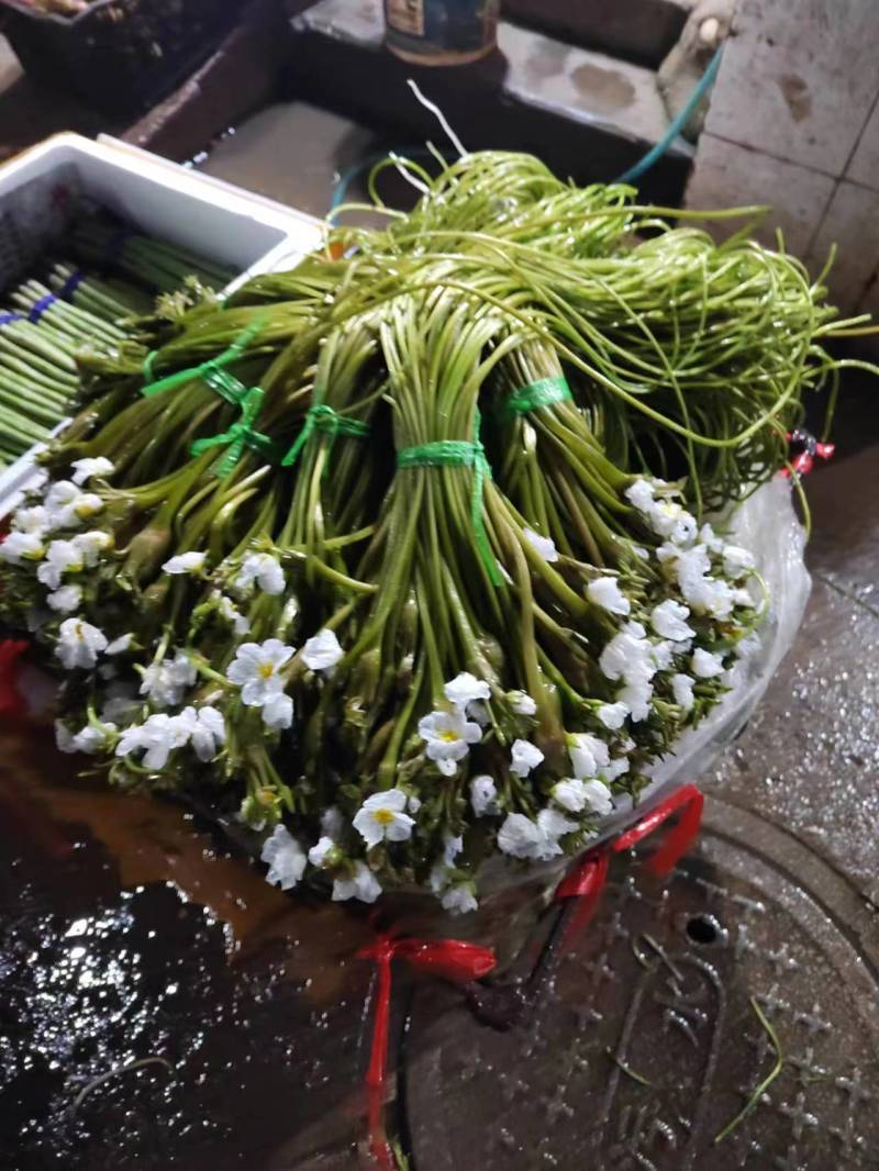 【推荐】精品海菜水性杨花云南产地直发一手货源欢迎