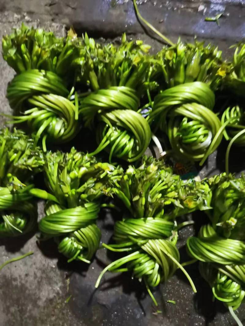 【推荐】精品海菜水性杨花云南产地直发一手货源欢迎