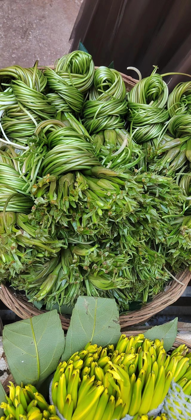 【推荐】精品海菜水性杨花云南产地直发一手货源欢迎