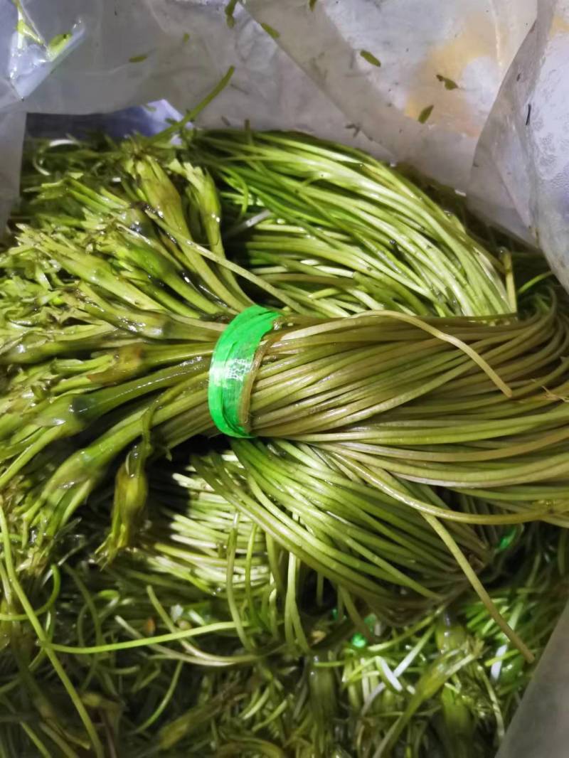 【推荐】精品海菜水性杨花云南产地直发一手货源欢迎