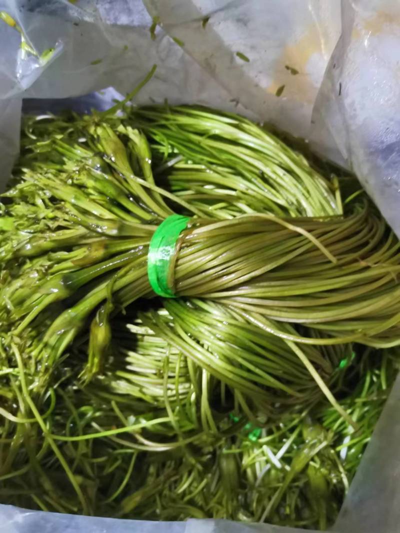【推荐】精品海菜水性杨花云南产地直发一手货源欢迎