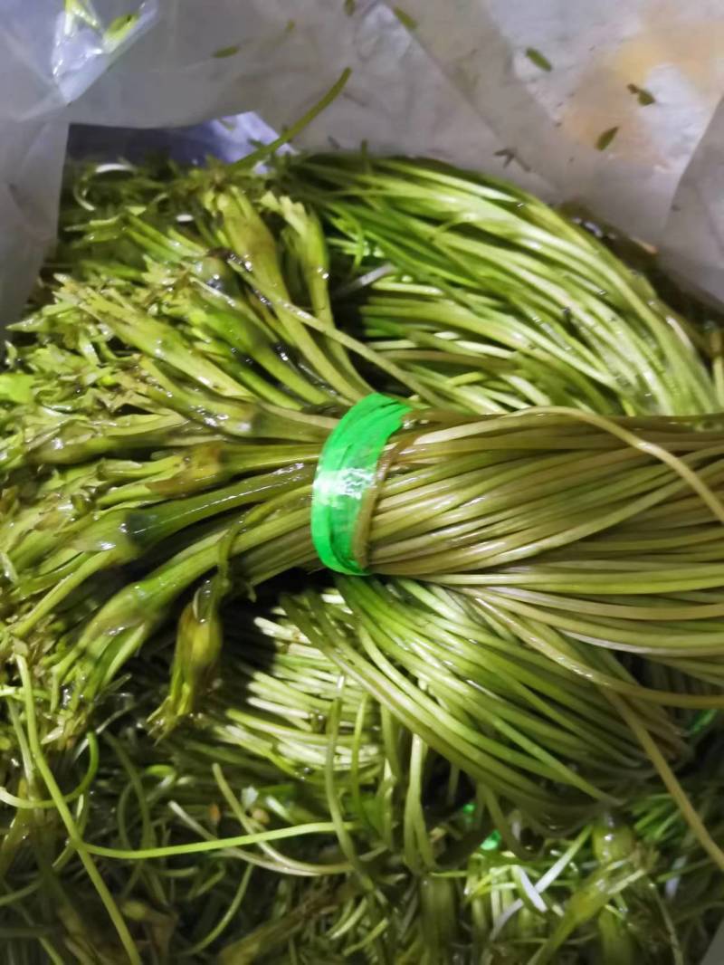 【推荐】精品海菜水性杨花云南产地直发一手货源欢迎