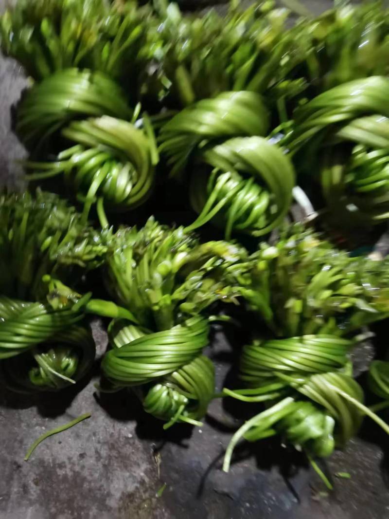 【推荐】精品海菜水性杨花云南产地直发一手货源欢迎