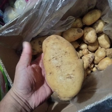 【实力推荐】土豆量大质优价格优惠一手货源欢迎采购咨询