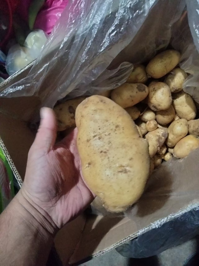 【实力推荐】土豆量大质优价格优惠一手货源欢迎采购咨询