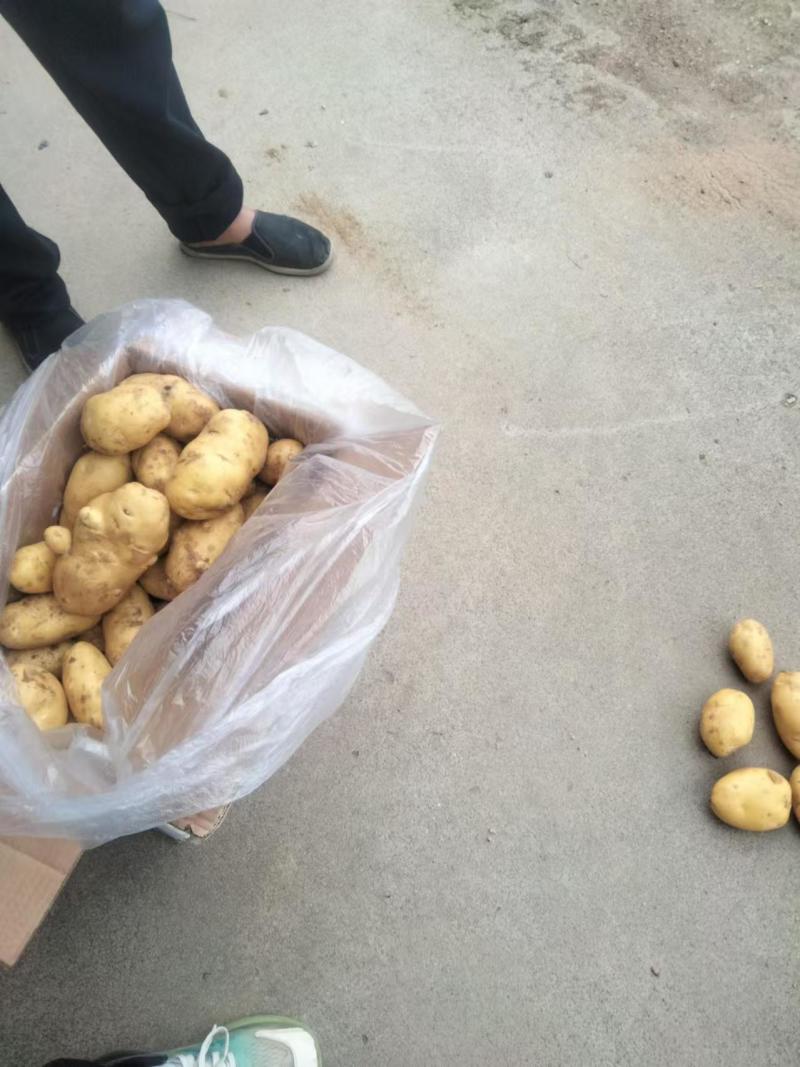 【实力推荐】土豆量大质优价格优惠一手货源欢迎采购咨询