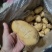 【实力推荐】土豆量大质优价格优惠一手货源欢迎采购咨询