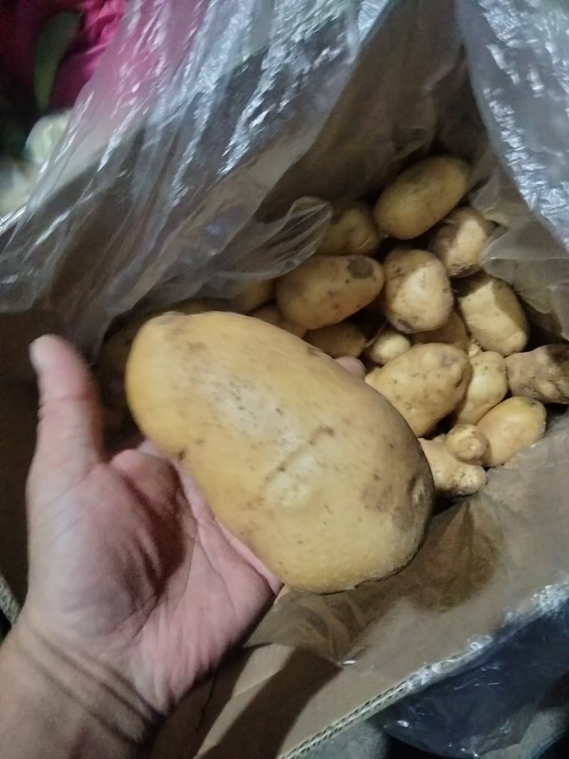 【实力推荐】土豆量大质优价格优惠一手货源欢迎采购咨询