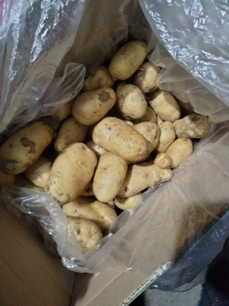 【实力推荐】土豆量大质优价格优惠一手货源欢迎采购咨询