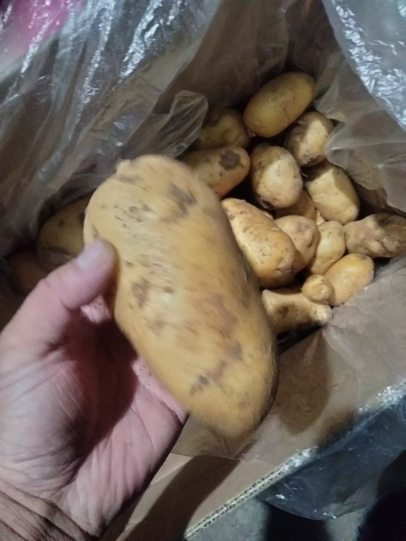 【实力推荐】土豆量大质优价格优惠一手货源欢迎采购咨询