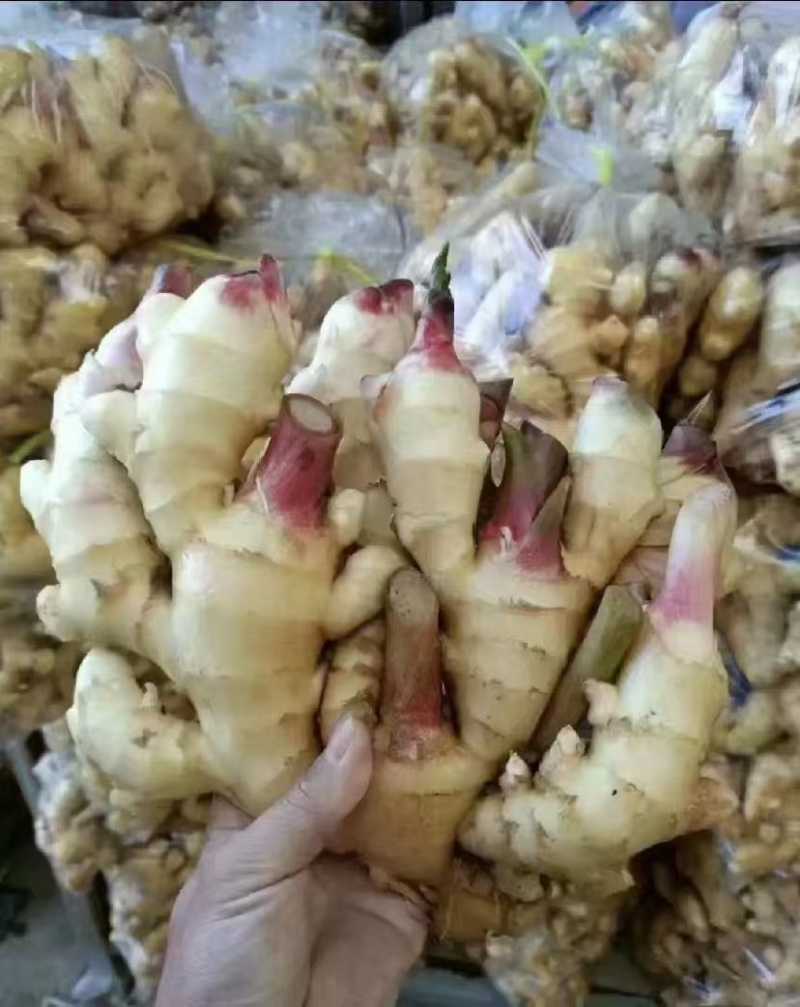 大黄姜小黄姜母价格优惠一手货源欢迎采