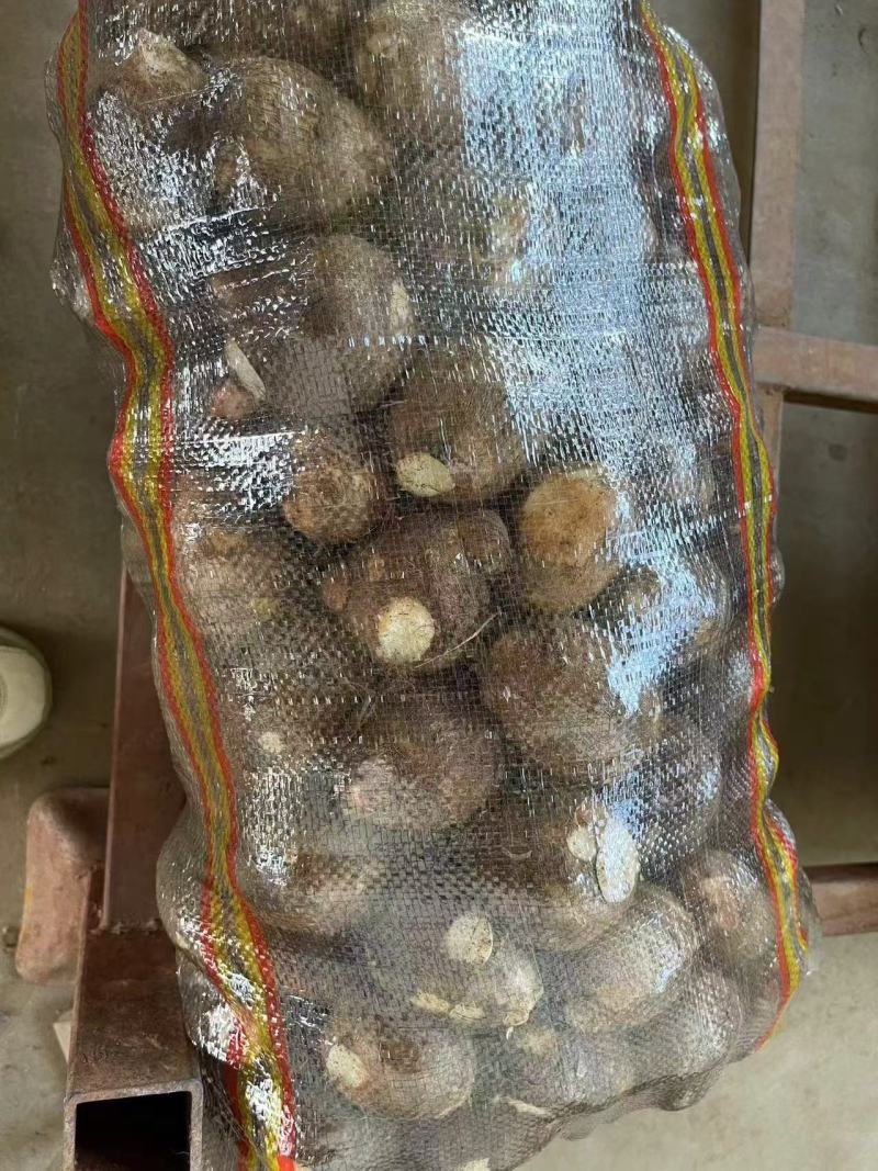 毛芋头芋头产地源头一手货源价格优惠品质好欢迎采购