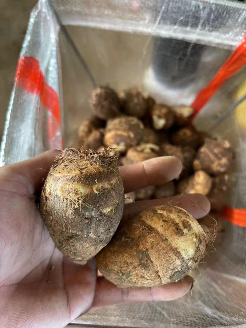 毛芋头芋头产地源头一手货源价格优惠品质好欢迎采购