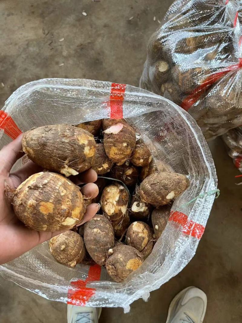 毛芋头芋头产地源头一手货源价格优惠品质好欢迎采购