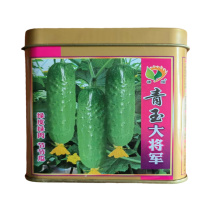 水果黄瓜种子高产绿皮绿肉青玉大将军种子节节有瓜