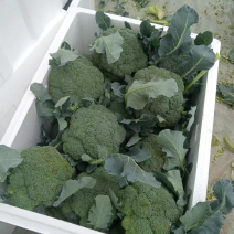 河南耐寒优秀西兰花小米粒蘑菇型产地一手货源