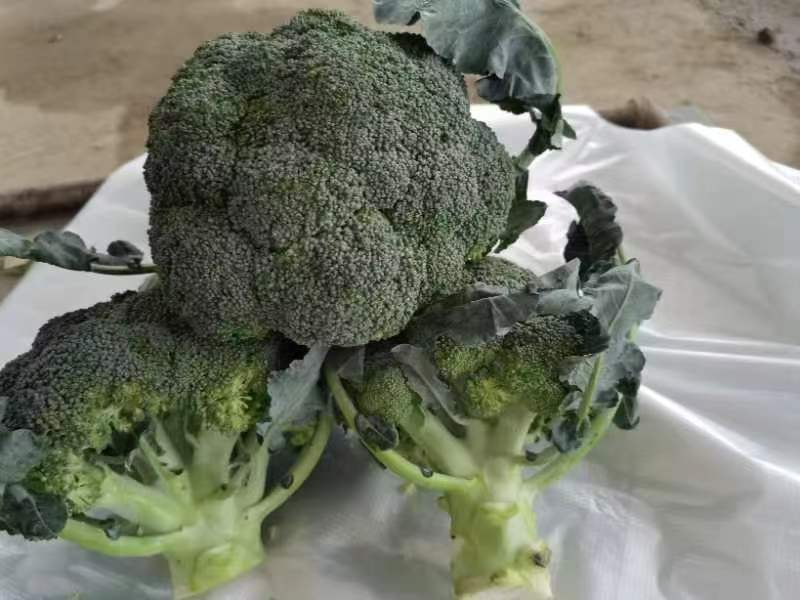 北方越冬香菜主推品种田间实拍:寒香一号(左)、京芫3号(中)、鲁香冬冠(右)在11月下旬露地越冬状态,植株高度25–30cm,叶片浓绿肥厚,无黄化、无冻斑,基部叶鞘包裹紧密,显示良好抗寒性与养分储备 北方香菜越冬品种对比图:寒香一号(左)、京芫3号(中)、鲁香冬冠(右)三品种田间长势与叶片形态特写,均处于11月下旬露地越冬期,植株健壮无冻斑,根系发达