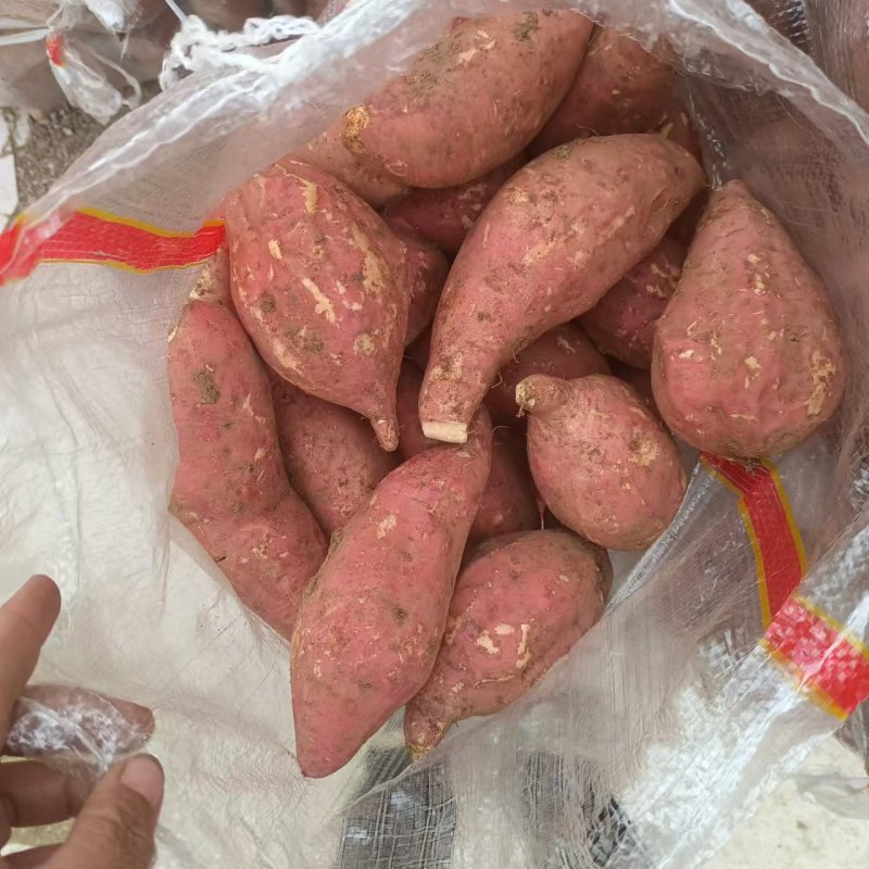正宗黄金蜜薯软糯香甜无丝糖心高端蜜薯产地实销