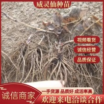 辽宁威灵仙种苗，产地一手货源，品质保证，欢迎洽谈合作