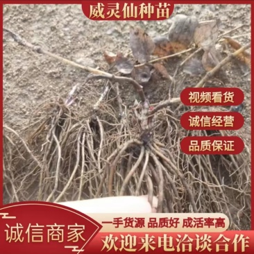 辽宁威灵仙种苗，产地一手货源，品质保证，欢迎洽谈合作