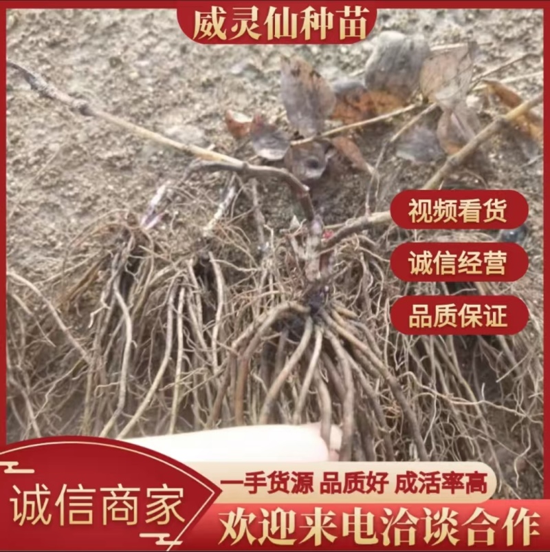 辽宁威灵仙种苗，产地一手货源，品质保证，欢迎洽谈合作