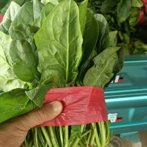 河南焦作大叶菠菜黑叶菠菜大量上市批发团购商超电商量大从优