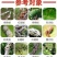 蚧壳虫专用药18%吡虫噻嗪酮杀虫剂柑橘树果树花卉