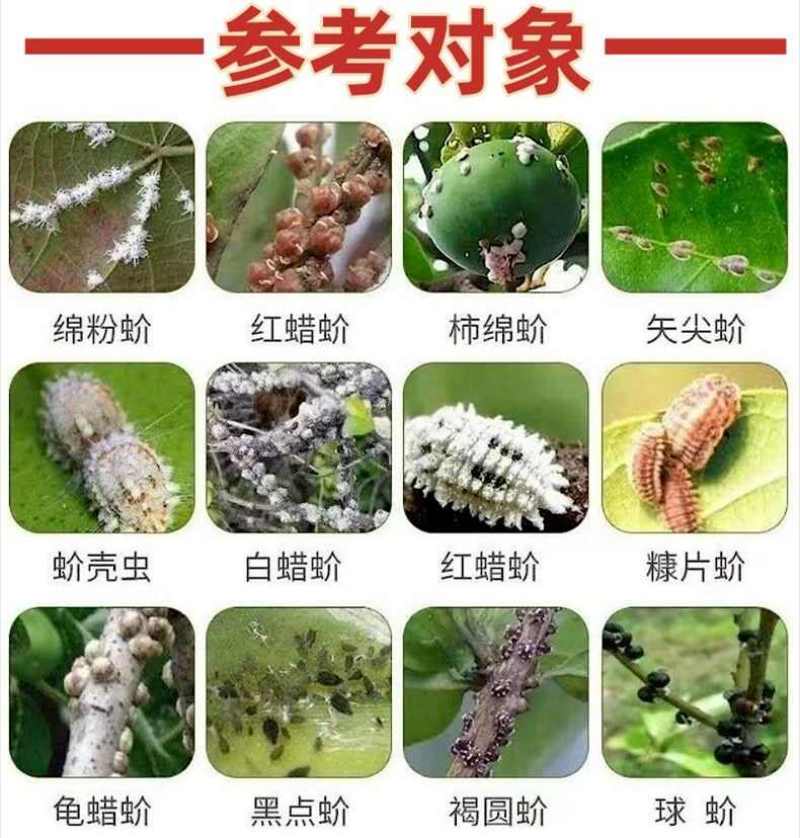 蚧壳虫专用药18%吡虫噻嗪酮杀虫剂柑橘树果树花卉