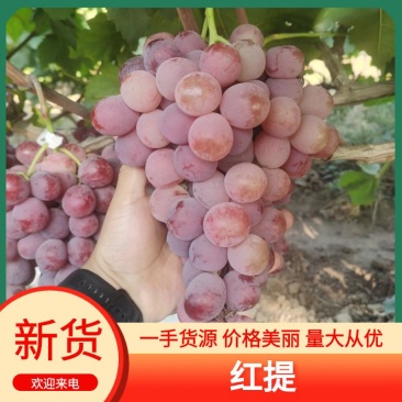【陕西】红提葡萄大量供应保质保量甜度高视频看货