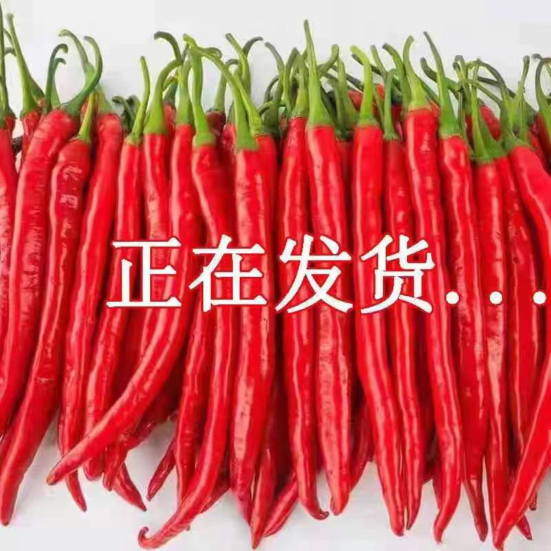 精品红线椒大量上市，货源充足，欢迎采购