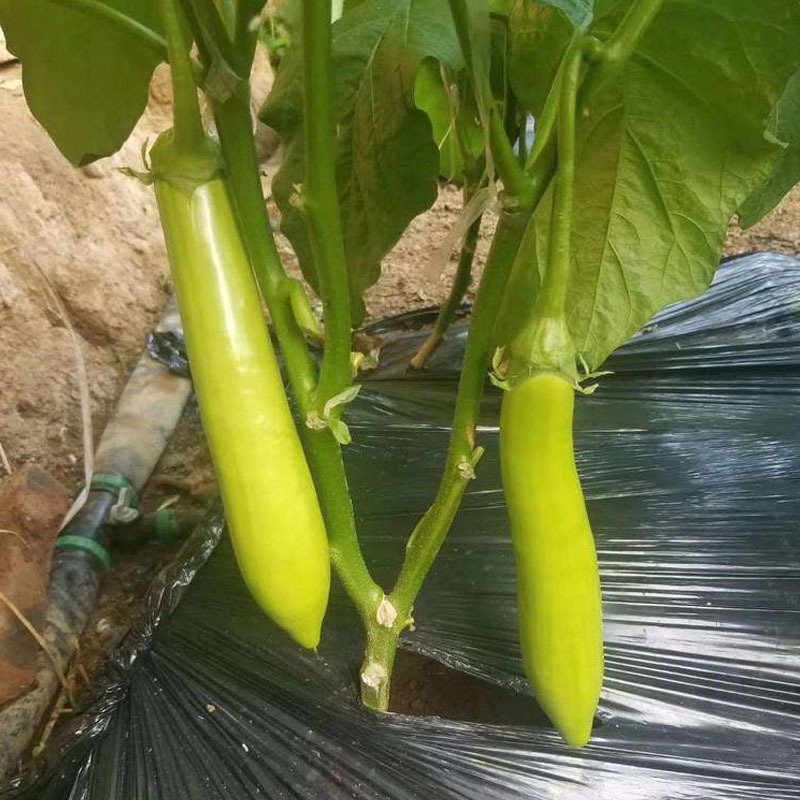青皮茄子种子鲜绿色坐果多肉细嫩耐寒耐热早熟大田基