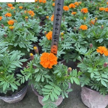 基地批发孔雀草杯苗花境花坛绿化带施工一手货源量大价优
