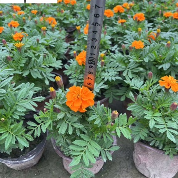 基地批发孔雀草杯苗花境花坛绿化带施工一手货源量大价优