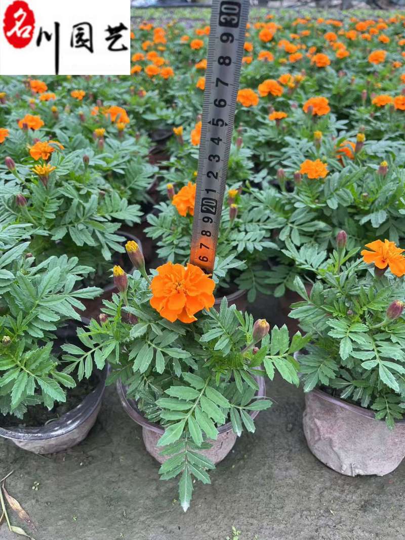 基地批发孔雀草杯苗花境花坛绿化带施工一手货源量大价优