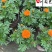 基地批发孔雀草杯苗花境花坛绿化带施工一手货源量大价优