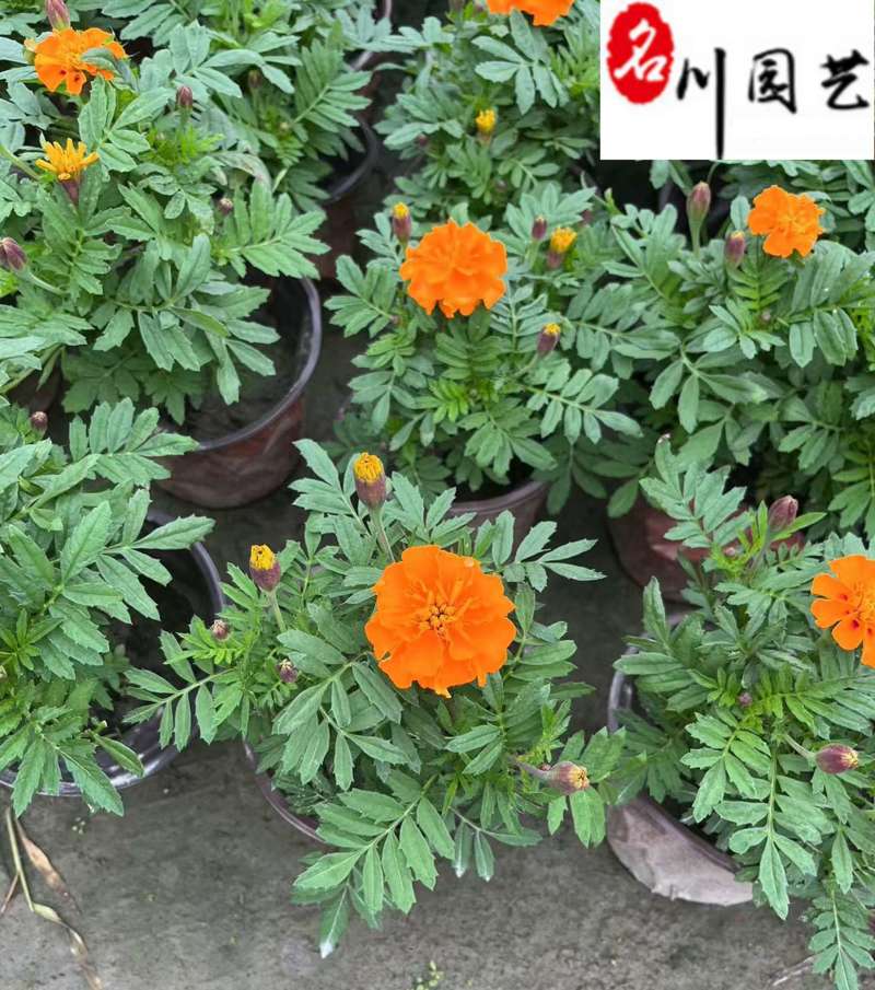 基地批发孔雀草杯苗花境花坛绿化带施工一手货源量大价优