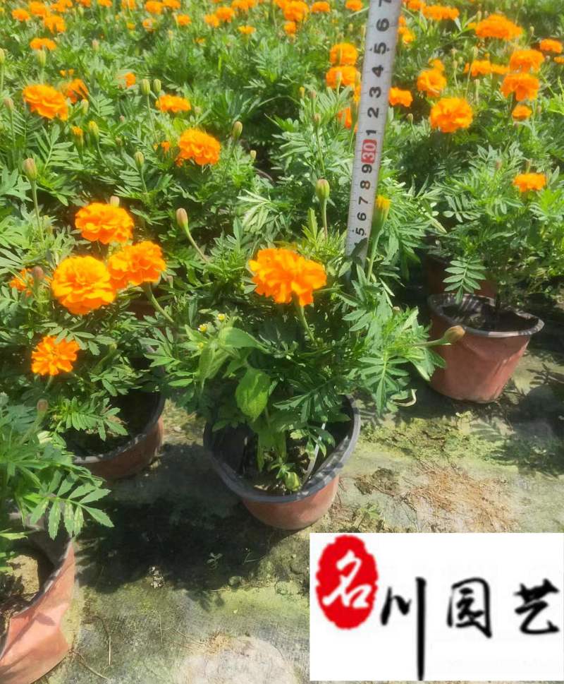 基地批发孔雀草杯苗花境花坛绿化带施工一手货源量大价优