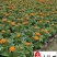 基地批发孔雀草杯苗花境花坛绿化带施工一手货源量大价优