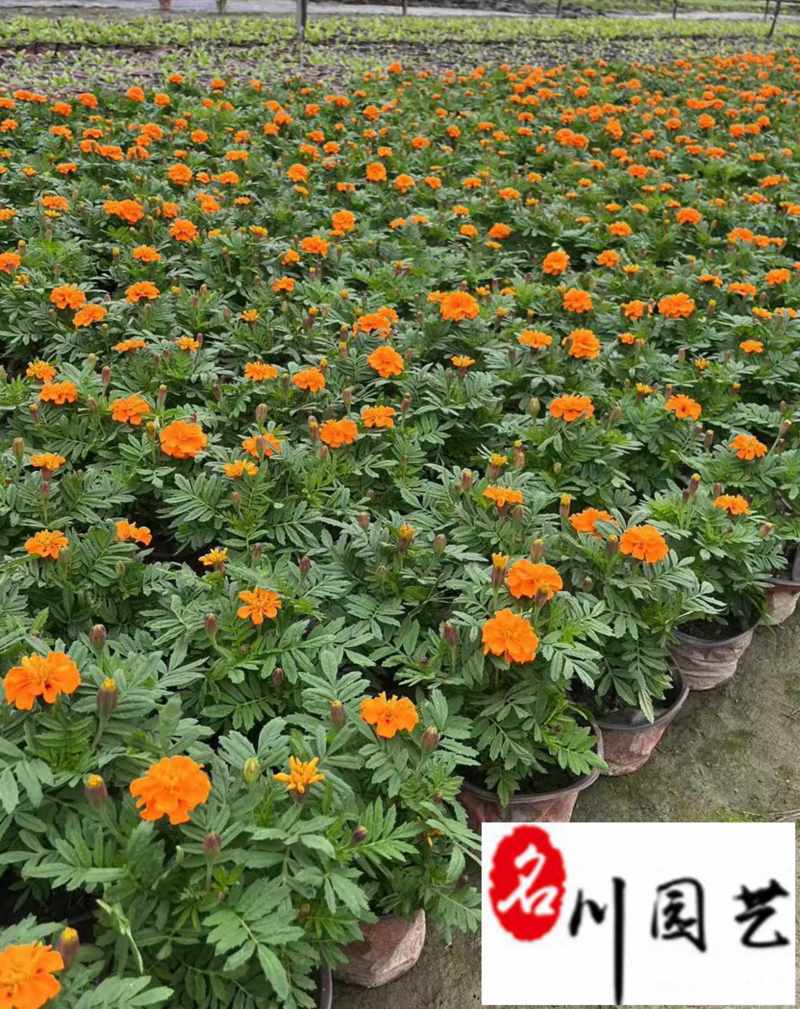 基地批发孔雀草杯苗花境花坛绿化带施工一手货源量大价优