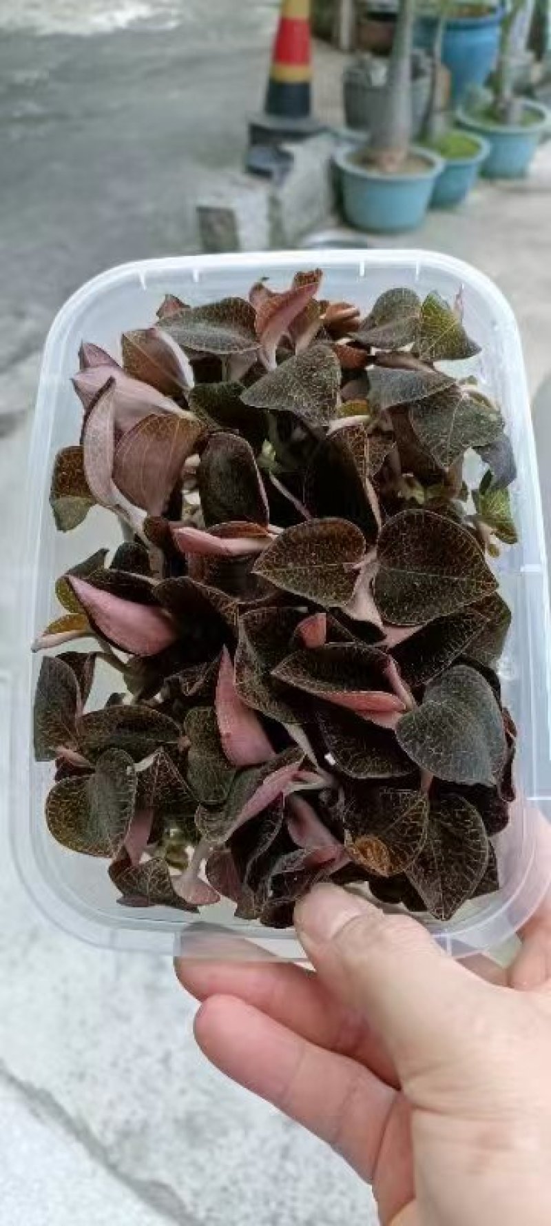 金钱莲新鲜金钱莲优质正品可视频看货