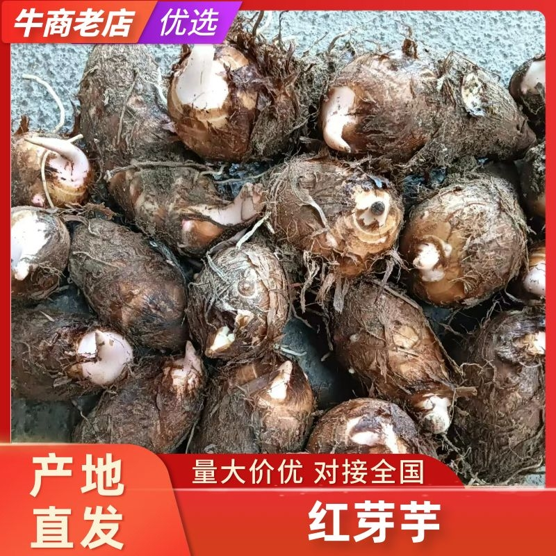芋头红芽芋头基地供应量大质优价格优惠一手货源