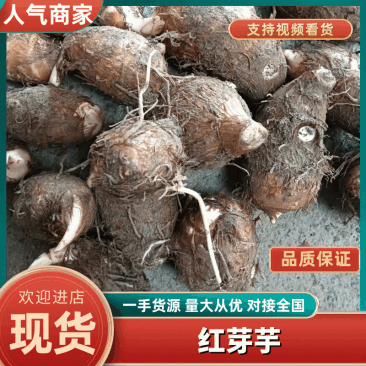 铅山红芽芋一手货源视频看货品质保证以质论价欢迎咨询