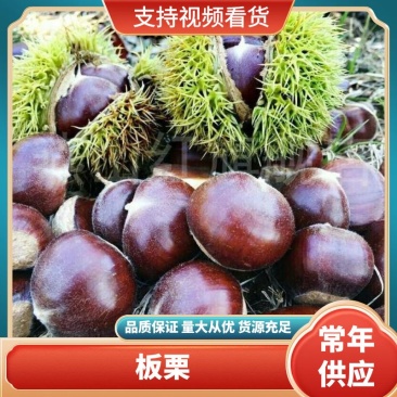 【栗子】山东小黄蓬皮薄香甜软糯开口好凉了不变色不发硬
