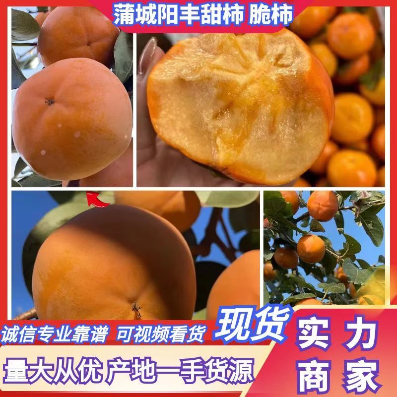 阳丰甜柿、脆柿—个头大、果面好！对接全国批发市场和电商