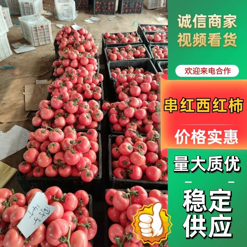 串红西红柿河北唐山西红柿产地一手货源品质保障